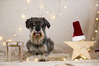 Standard Schnauzer in christmas decoration