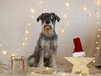 Standard Schnauzer in christmas decoration