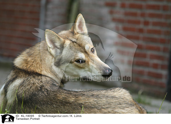 Tamaskan Portrait / Tamaskan Portrait / KL-18095