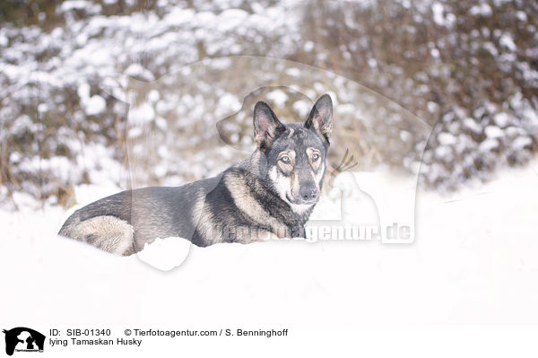 liegender Tamaskan / lying Tamaskan Husky / SIB-01340