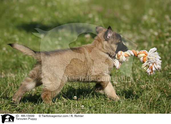 Tervueren Welpe / Tervuren Puppy / RR-15699