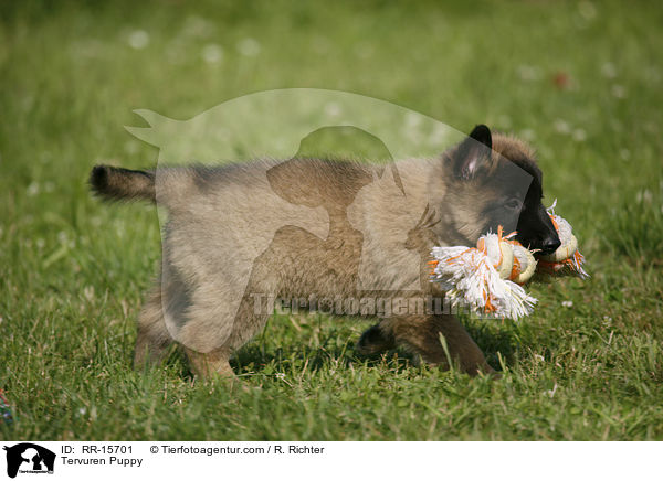 Tervueren Welpe / Tervuren Puppy / RR-15701