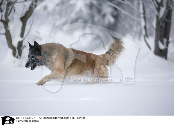 Tervueren im Schnee / Tervuren in snow / RR-23407