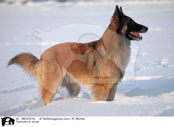 Tervueren im Schnee / Tervuren in snow / RR-23418