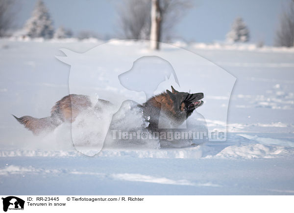 Tervueren im Schnee / Tervuren in snow / RR-23445