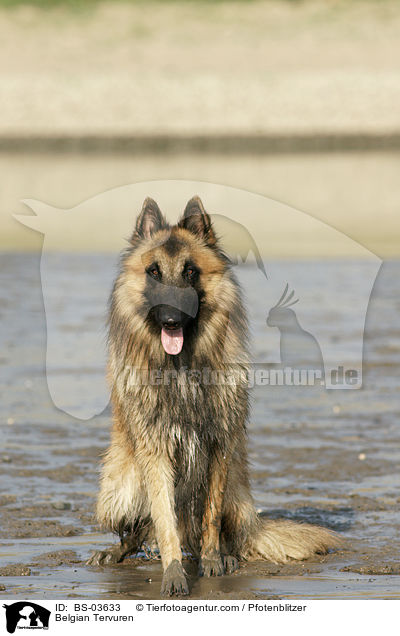 Tervueren / Belgian Tervuren / BS-03633