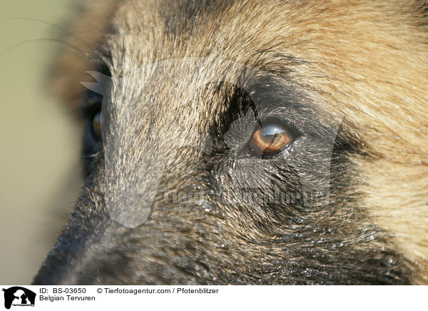 Tervueren / Belgian Tervuren / BS-03650