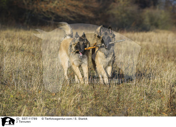 2 Tervueren / 2 Tervuren / SST-11789