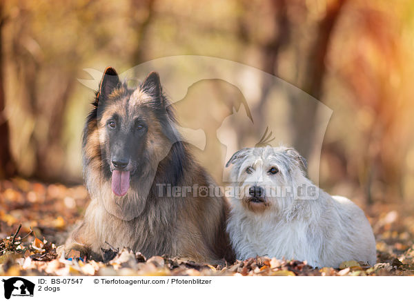 2 Hunde / 2 dogs / BS-07547