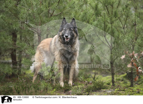 Tervueren / tervuren / KB-13990