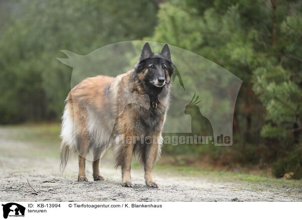 Tervueren / tervuren / KB-13994