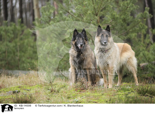 Tervueren / tervuren / KB-14006