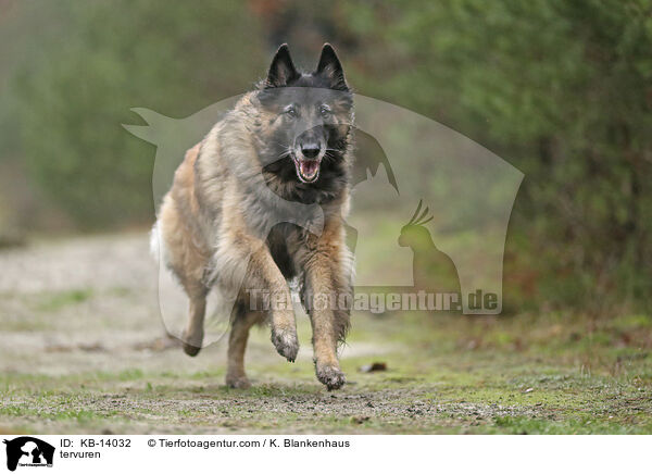 Tervueren / tervuren / KB-14032