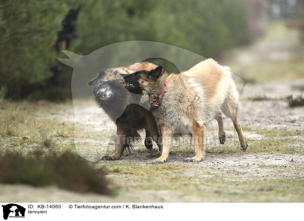 Tervueren / tervuren / KB-14060