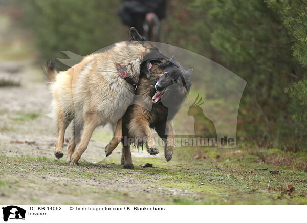 Tervueren / tervuren / KB-14062