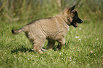 Tervuren Puppy