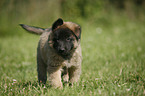 Tervuren Puppy