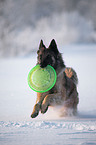 Tervuren in snow