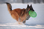 Tervuren in snow