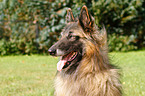 Belgian Tervuren Portrait