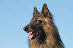 Belgian Tervuren Portrait