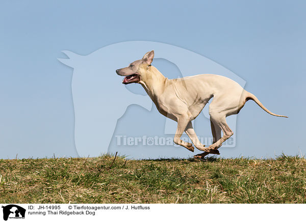 running Thai Ridgeback Dog / JH-14995