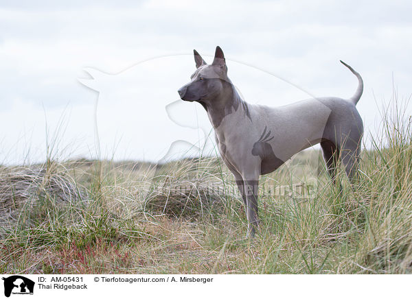 Thai Ridgeback / Thai Ridgeback / AM-05431