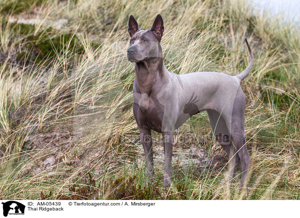 Thai Ridgeback / Thai Ridgeback / AM-05439