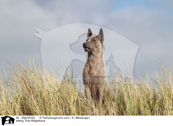 sitzender Thai Ridgeback / sitting Thai Ridgeback / AM-05442