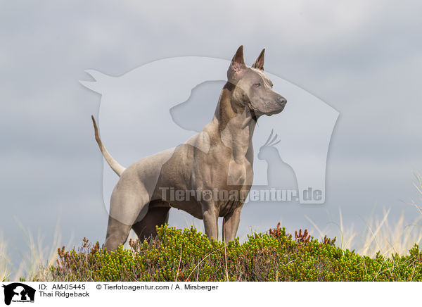 Thai Ridgeback / Thai Ridgeback / AM-05445