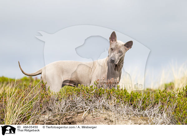 Thai Ridgeback / Thai Ridgeback / AM-05450