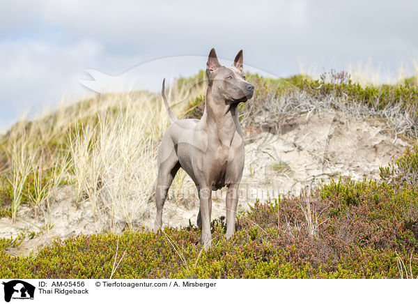 Thai Ridgeback / Thai Ridgeback / AM-05456