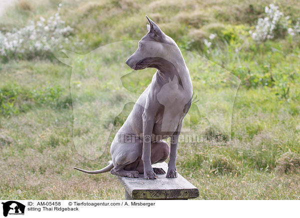 sitzender Thai Ridgeback / sitting Thai Ridgeback / AM-05458