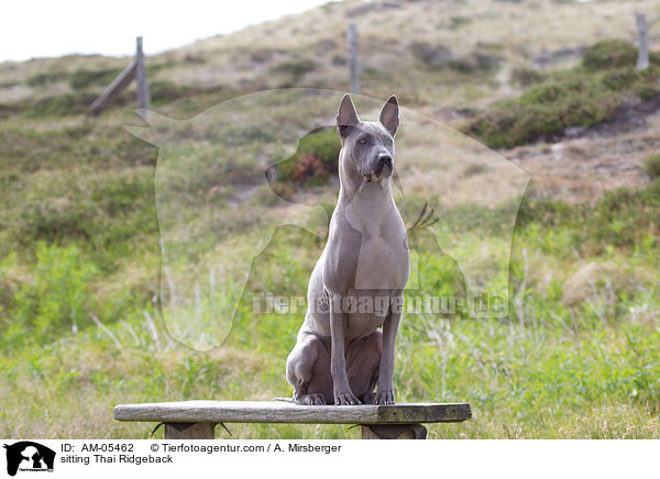 sitzender Thai Ridgeback / sitting Thai Ridgeback / AM-05462