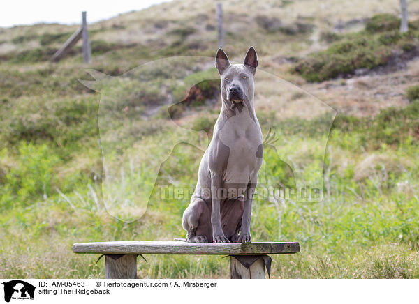 sitzender Thai Ridgeback / sitting Thai Ridgeback / AM-05463