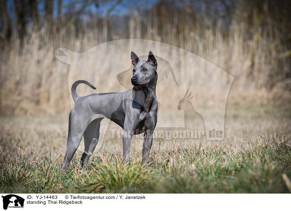 stehender Thai Ridgeback / standing Thai Ridgeback / YJ-14463