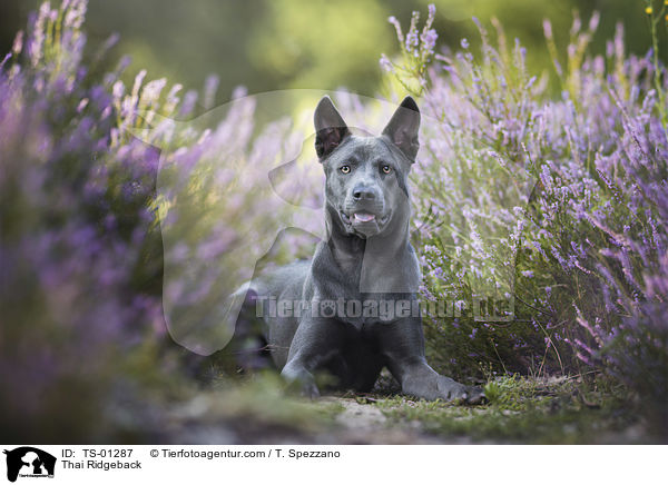 Thai Ridgeback / Thai Ridgeback / TS-01287