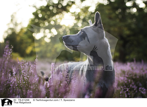 Thai Ridgeback / Thai Ridgeback / TS-01288