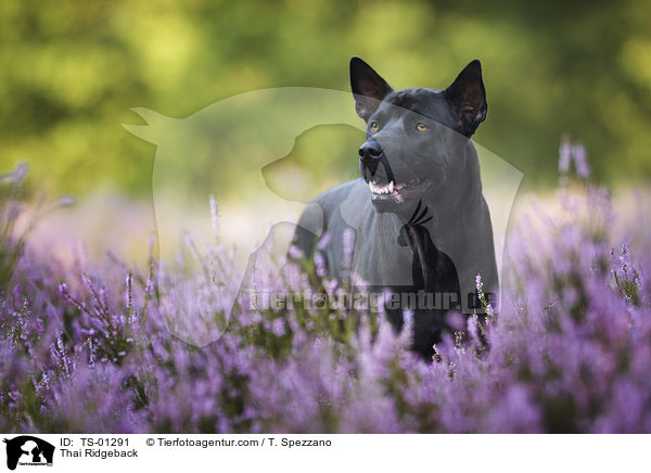 Thai Ridgeback / Thai Ridgeback / TS-01291