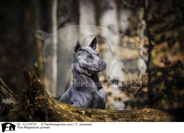 Thai Ridgeback Portrait / Thai Ridgeback portrait / YJ-15772