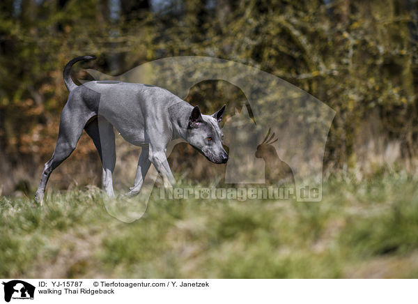 laufender Thai Ridgeback / walking Thai Ridgeback / YJ-15787