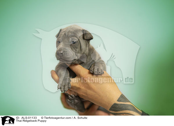 Thai Ridgeback Welpe / Thai Ridgeback Puppy / ALS-01133