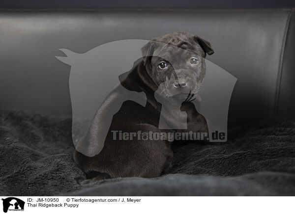 Thai Ridgeback Welpe / Thai Ridgeback Puppy / JM-10950