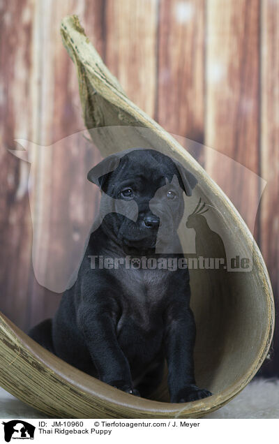 Thai Ridgeback Welpe / Thai Ridgeback Puppy / JM-10960