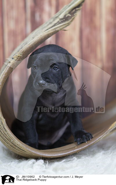 Thai Ridgeback Welpe / Thai Ridgeback Puppy / JM-10962