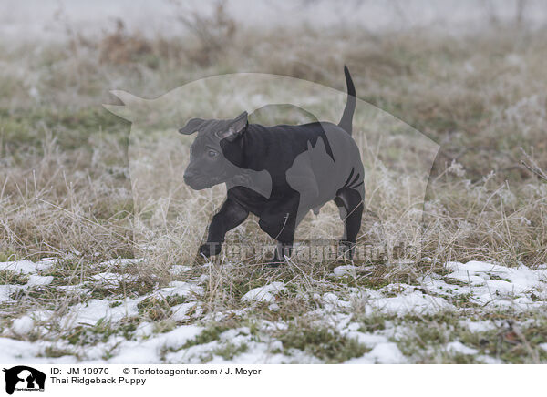 Thai Ridgeback Welpe / Thai Ridgeback Puppy / JM-10970