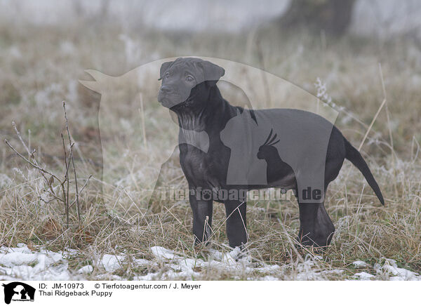 Thai Ridgeback Welpe / Thai Ridgeback Puppy / JM-10973