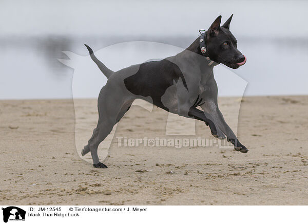 schwarzer Thai Ridgeback / black Thai Ridgeback / JM-12545