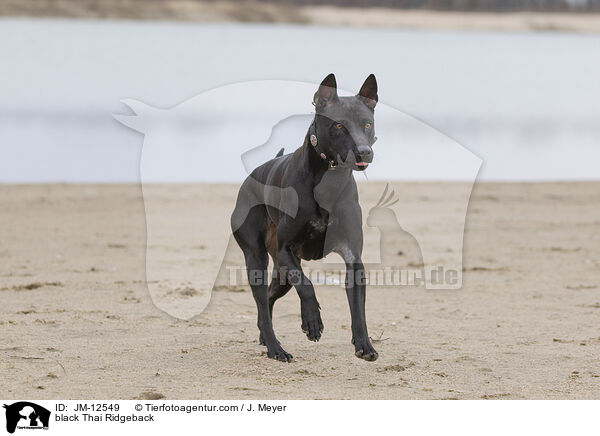 schwarzer Thai Ridgeback / black Thai Ridgeback / JM-12549