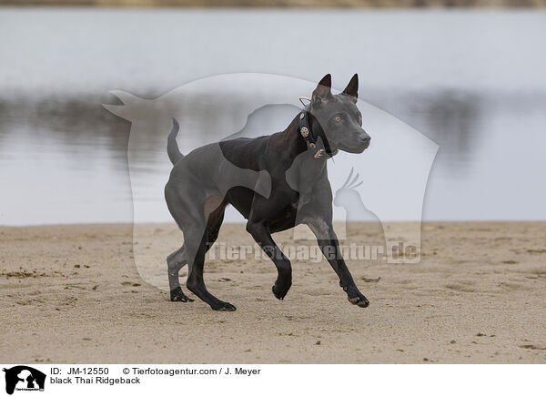 schwarzer Thai Ridgeback / black Thai Ridgeback / JM-12550